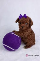 AKC Amethyst Female Tcup Poodle 3-5lbs, a female Poodle - Toy  for sale in Plantation Acres, FL – Photo 6 of 6
