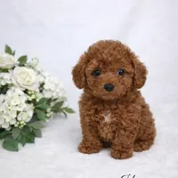 AKC Tiny Toy Red male charting 5-6lbs, a male Poodle - Toy  for sale in Plantation Acres, FL – Photo 1 of 5