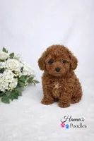 AKC red male charting 5-7lbs, a male Poodle - Toy  for sale in Plantation Acres, FL – Photo 1 of 5