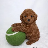 AKC Tiny Toy Red male charting 5-6lbs, a male Poodle - Toy  for sale in Plantation Acres, FL – Photo 2 of 5