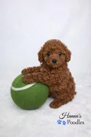 AKC red male charting 5-7lbs, a male Poodle - Toy  for sale in Plantation Acres, FL – Photo 2 of 5