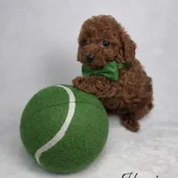 AKC Tiny Toy Red male charting 5-6lbs, a male Poodle - Toy  for sale in Plantation Acres, FL – Photo 5 of 5