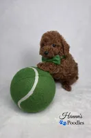 AKC red male charting 5-7lbs, a male Poodle - Toy  for sale in Plantation Acres, FL – Photo 5 of 5