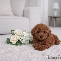 AKC Tiny Toy Red male charting 5-6lbs, a male Poodle - Toy  for sale in Plantation Acres, FL – Photo 4 of 5