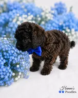 AKC Rare Poodle Puppy Male charting 4-5lbs , a male Poodle - Toy  for sale in Plantation Acres, FL – 6 of 6