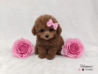 AKC tcup poodle female charting 3-4lbs as adult , a female Poodle - Toy  for sale in Plantation Acres, FL – 2 of 6