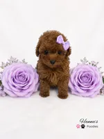AKC Miss Purple Tiny Toy Poodle Puppy Charting 5lbs as adult , a female Poodle - Toy  for sale in Plantation Acres, FL – 4 of 5
