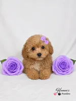 AKC Apricot Female charting 6lbs, a female Poodle - Toy  for sale in Plantation Acres, FL – 6 of 8