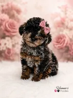 AKC Rare & Beautiful Tri-Colored Female Poodle Puppy Charting 5-6lbs , a female Poodle - Toy  for sale in Plantation Acres, FL – 6 of 8
