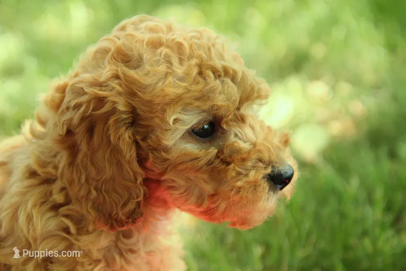 Harper – Miniature Goldendoodle puppy for sale in Farwell, MI
