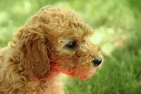 Harper, a female Miniature Goldendoodle for sale in Farwell, MI – 1 of 3