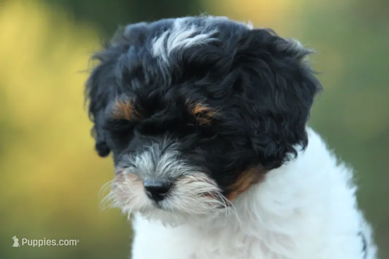 Bridget – Miniature Bernedoodle, Golden Mountain Doodle puppy for sale in Farwell, MI