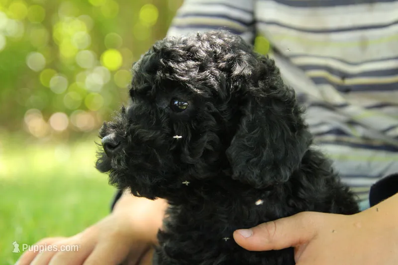 Harley – Miniature Goldendoodle puppy for sale in Farwell, MI
