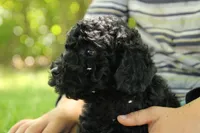 Harley, a male Miniature Goldendoodle for sale in Farwell, MI – 1 of 3