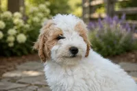 Brody, a male Miniature Bernedoodle and Golden Mountain Doodle for sale in Farwell, MI – 1 of 3