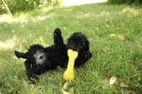 Harley, a male Miniature Goldendoodle for sale in Farwell, MI – 3 of 3
