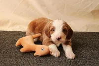 Archie, a male Miniature Bernedoodle for sale in Farwell, MI – Photo 6 of 8