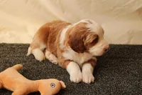 Archie, a male Miniature Bernedoodle for sale in Farwell, MI – Photo 5 of 8