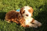 Archie, a male Miniature Bernedoodle for sale in Farwell, MI – Photo 1 of 8