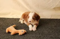 Archie, a male Miniature Bernedoodle for sale in Farwell, MI – Photo 8 of 8