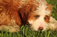 Archie, a male Miniature Bernedoodle for sale in Farwell, MI – Photo 3 of 8