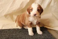 Archie, a male Miniature Bernedoodle for sale in Farwell, MI – Photo 4 of 8