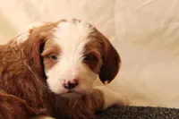 Archie, a male Miniature Bernedoodle for sale in Farwell, MI – Photo 7 of 8