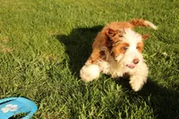 Archie, a male Miniature Bernedoodle for sale in Farwell, MI – Photo 2 of 8