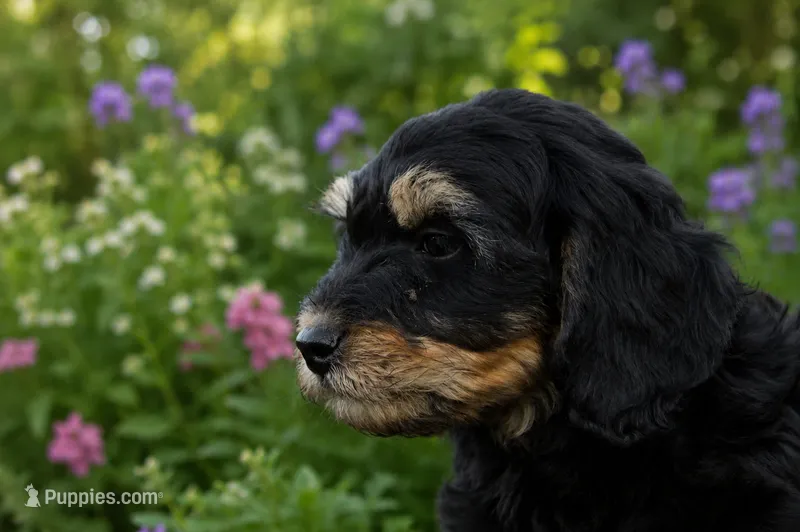Bonnie – Miniature Bernedoodle, Golden Mountain Doodle puppy for sale in Farwell, MI