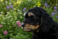 Bonnie, a female Miniature Bernedoodle and Golden Mountain Doodle for sale in Farwell, MI – 1 of 4
