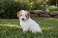 Brody, a male Miniature Bernedoodle and Golden Mountain Doodle for sale in Farwell, MI – 2 of 3
