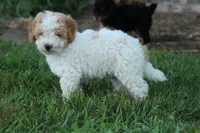 Baxter, a male Miniature Bernedoodle and Golden Mountain Doodle for sale in Farwell, MI – 3 of 3