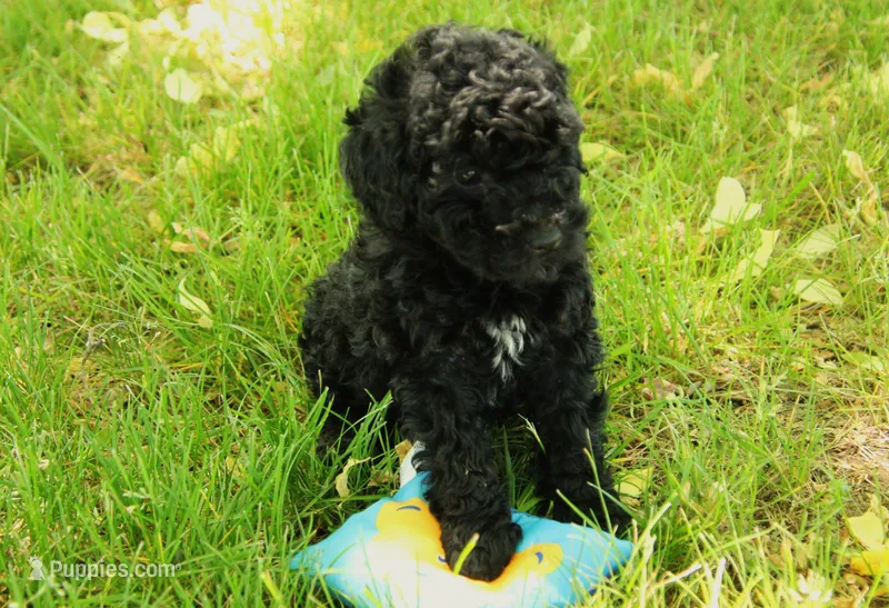Hugo – Miniature Goldendoodle puppy for sale in Farwell, MI