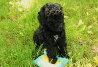 Hugo, a male Miniature Goldendoodle for sale in Farwell, MI – 1 of 5