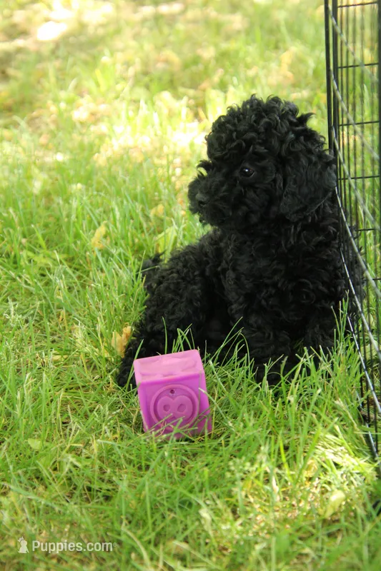 Hudson – Miniature Goldendoodle puppy for sale in Farwell, MI