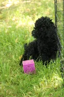 Hudson, a male Miniature Goldendoodle for sale in Farwell, MI – 1 of 3