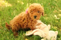 Hailey, a female Miniature Goldendoodle for sale in Farwell, MI – 4 of 4