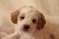 Angel, a female Miniature Bernedoodle for sale in Farwell, MI – Photo 2 of 4
