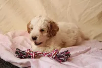 Angel, a female Miniature Bernedoodle for sale in Farwell, MI – Photo 1 of 4