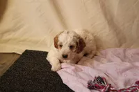 Angel, a female Miniature Bernedoodle for sale in Farwell, MI – Photo 3 of 4