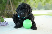 Harley, a male Miniature Goldendoodle for sale in Farwell, MI – 2 of 3