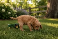 Blake, a male Miniature Bernedoodle and Golden Mountain Doodle for sale in Farwell, MI – 2 of 4