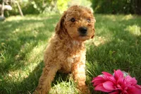Harper, a female Miniature Goldendoodle for sale in Farwell, MI – 3 of 3