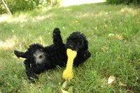 Hugo, a male Miniature Goldendoodle for sale in Farwell, MI – 2 of 5