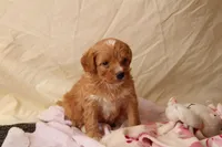 Azalea, a female Miniature Bernedoodle for sale in Farwell, MI – Photo 1 of 4