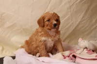 Azalea, a female Miniature Bernedoodle for sale in Farwell, MI – Photo 2 of 4