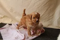 Azalea, a female Miniature Bernedoodle for sale in Farwell, MI – Photo 3 of 4