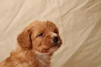 Azalea, a female Miniature Bernedoodle for sale in Farwell, MI – Photo 4 of 4