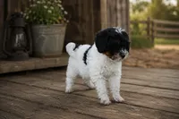 Bridget, a female Miniature Bernedoodle and Golden Mountain Doodle for sale in Farwell, MI – 3 of 5