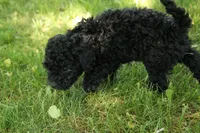 Hugo, a male Miniature Goldendoodle for sale in Farwell, MI – 3 of 5